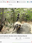 Projekty: Madagaskar - niezwykły świat lemurów - Zdjęcie nr 10