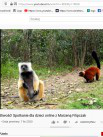 Projekty: Madagaskar - niezwykły świat lemurów - Zdjęcie nr 12