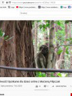 Projekty: Madagaskar - niezwykły świat lemurów - Zdjęcie nr 13